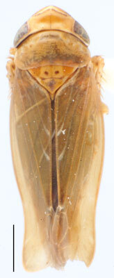 Habitus, dorsal view: !! display not done !! on Speudotettix Ribaut, 1942: Speudotettix subfusculus, dorsal habitus (INHS). (Observation).