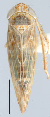 Habitus, dorsal view: !! display not done !! on Stenometopiellus Haupt, 1917: Stenometopiellus cookei, dorsal habitus (INHS). (Observation).