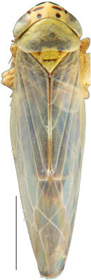 Habitus, dorsal view: Macrosteles quadrilineatus, male, dorsal habitus (INHS). (Observation).
