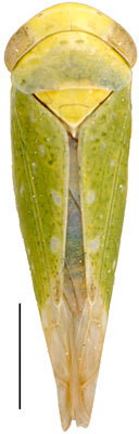Habitus, dorsal view: Opsius stactogalus, dorsally (INHS). (Observation).