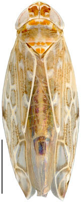 Habitus, dorsal view: Paralimnus angusticeps, dorsally (INHS). (Observation).