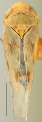 Habitus, dorsal view: !! display not done !! on Neoaliturus (Circulifer) Zakhvatkin, 1935: Neoaliturus (Circulifer) tenellus, dorsal habitus (INHS). (Observation).