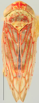 Habitus, dorsal view: Neoaliturus (Circulifer) haematoceps, dorsal habitus (NMNH). (Observation).