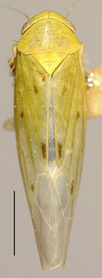 Habitus, dorsal view: Balclutha punctata, dorsally (INHS). (Observation).