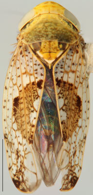 Habitus, dorsal view: Hishimonus phycitis, dorsal habitus (INHS). (Observation).