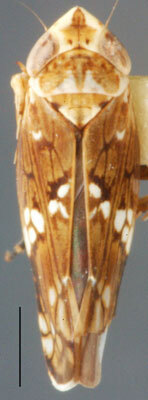 Habitus, dorsal view: Nesophrosyne sp., dorsal habitus. (Observation).
