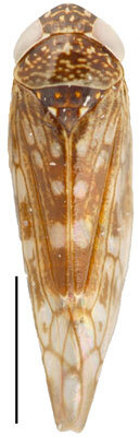 Habitus, dorsal view: Neoaliturus carbonarius, dorsal habitus (INHS). (Observation).