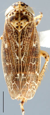 Habitus, dorsal view: !! display not done !! on Euscelidius Ribaut, 1942: Euscelidius mundus, dorsal habitus (INHS). (Observation).