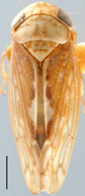 Habitus, dorsal view: !! display not done !! on Eutettix (Eutettix) luridus (Van Duzee, 1890): Eutettix lurida, dorsal habitus (INHS). (Observation).