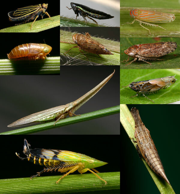 Habitus, dorsal view: Habitus. (Observation).