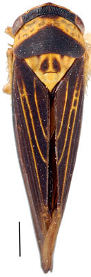 Habitus, dorsal view: Arrugada linnavuorii, dorsal habitus (AMNH). (Observation).
