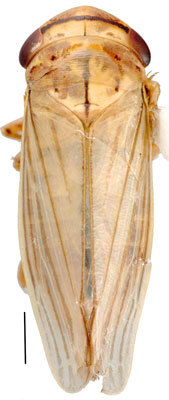 Habitus, dorsal view: Athysanus argentarius, dorsal habitus (INHS). (Observation).