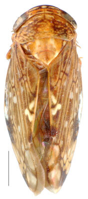 Habitus, dorsal view: Bahita infuscata, dorsal habitus (NMNH). (Observation).