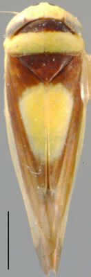 Habitus, dorsal view: !! display not done !! on Colladonus Ball, 1936: Colladonus clitellarius, dorsal habitus (INHS). (Observation).