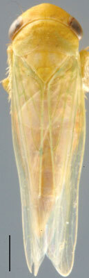 Habitus, dorsal view: !! display not done !! on Chlorotettix Van Duzee, 1892: Chlorotettix unicolor, dorsal habitus (INHS). (Observation).