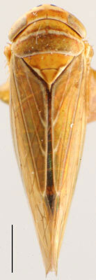Habitus, dorsal view: !! display not done !! on Jaacunga spatulatus (DeLong, 1946): Jaacunga spatulata, dorsal habitus (OSUC). (Observation).