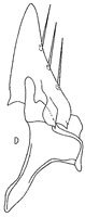 Subgenital plate: !! display not done !! on Endria micaria (Ball, 1911): Stylus and subgenital plate, dorsally. (Observation).