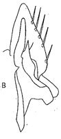 Subgenital plate: G. stelliger viridescens, stylus and sugential plate, dorsally. (Observation).