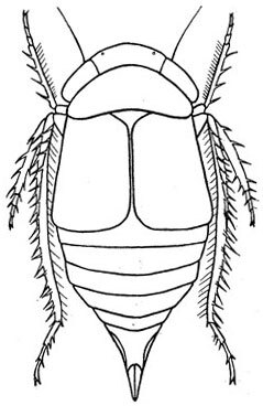 Habitus, dorsal view: !! display not done !! on Driotura gammaroides (Van Duzee, 1894): habitus. (Observation).