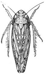 Habitus, dorsal view: habitus. (Observation).