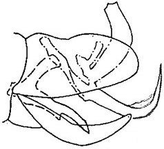 Pygofer, lateral view: !! display not done !! on Arundanus crumbi (DeLong, 1916): genital capsule, laterally. (Observation).