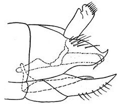 Pygofer, lateral view: !! display not done !! on Latalus sayii (Fitch, 1851): genital capsule, laterally. (Observation).