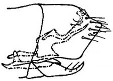 Pygofer, lateral view: !! display not done !! on Laevicephalus melsheimerii (Fitch, 1851): genital capsule, laterally. (Observation).