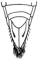 Subgenital plate: !! display not done !! on Laevicephalus minimus (Osborn & Ball, 1897): genital capsule, ventrally. (Observation).