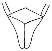 Subgenital plate: genital capsule, ventrally. (Observation).