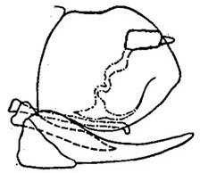 Pygofer, lateral view: genital capsule, laterally. (Observation).