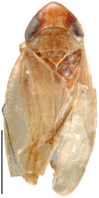 Habitus, dorsal view: !! display not done !! on Doratulina (Doratulina) minima (Evans, 1954): Doratulina minima, dorsally (MNHN). (Observation).