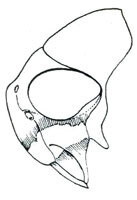 Head: !! display not done !! on Drionia nigra Ball, 1915: Drionia nigra, head, laterally. (Observation).
