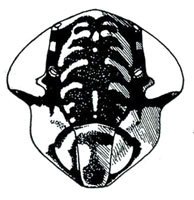 Head: Haldorus sp., face. (Observation).