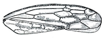 Forewing: !! display not done !! on Endria Oman, 1949: Endria inimica, forewing. (Observation).