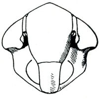Head: Endria inimica, face. (Observation).