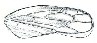 Forewing: !! display not done !! on Athysanella Baker, 1898: Athysanella magdalena, forewing. (Observation).