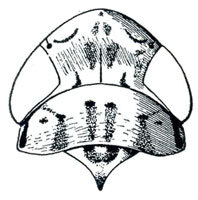 Head: Athysanella magdalena, head, pronotum, and mesonotum, dorsally. (Observation).