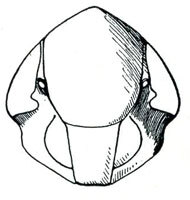 Head: !! display not done !! on Lonatura Osborn & Ball, 1898: Lonatura bicolor, face. (Observation).