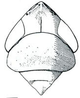 Head: !! display not done !! on Elymana DeLong, 1936: Elymana inornata, head, pronotum, and mesonotum, dorsally. (Observation).