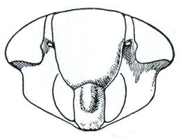 Head: !! display not done !! on Driotura Osborn & Ball, 1898: Driotura gammaroides, face. (Observation).