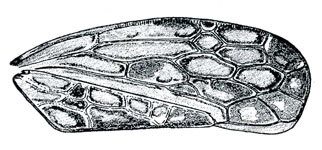 Forewing: !! display not done !! on Polyamia DeLong, 1926: Polyamia weedi, forewing. (Observation).