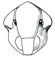 Head: Polyamia weedi, face. (Observation).