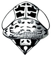 Head: Commellus colon, head, pronotum, and mesonotum, dorsally. (Observation).