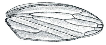 Forewing: !! display not done !! on Attenuipyga (Attenuipyga) Oman, 1949: Attenuipyga (Dorycara) platyrhyncha, forewing. (Observation).