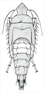 Habitus, lateral view: !! display not done !! on Scaphoideus (Scaphoideus) luteolus Van Duzee, 1894: Scaphoideus luteolus, nymph, dorsally. (Observation).