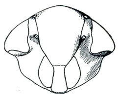 Head: !! display not done !! on Menosoma stonei Ball, 1931: Menosoma stonei, face. (Observation).
