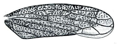 Forewing: Idiodonus josea, forewing. (Observation).