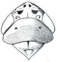 Head: Euscelis lineolata, head, pronotum, and mesonotum, dorsally. (Observation).