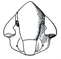 Head: !! display not done !! on Laevicephalus DeLong, 1926: Laevicephalus sylvestris, face. (Observation).