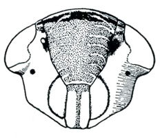 Head: !! display not done !! on Paramesus Fieber, 1866: Paramesus obtusifrons, face. (Observation).
